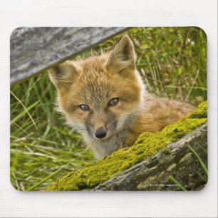Young Red Fox looking through fence on San Juan Mouse Pad