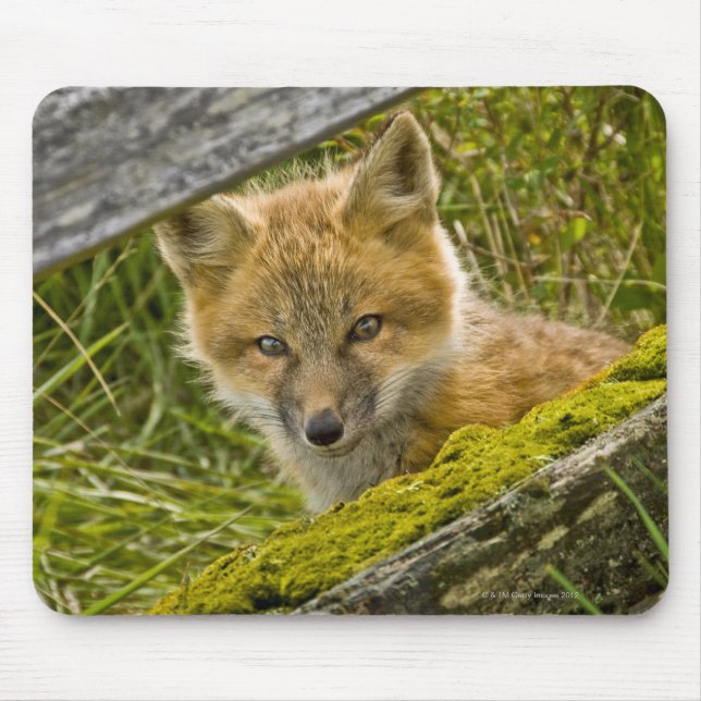 Young Red Fox looking through fence on San Juan Mouse Pad (Front)