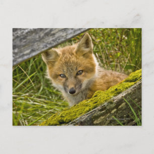 Young Red Fox looking through fence on San Juan Postcard