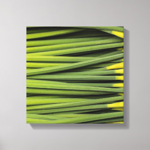 young reeds canvas print
