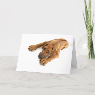 Young ridgeback card
