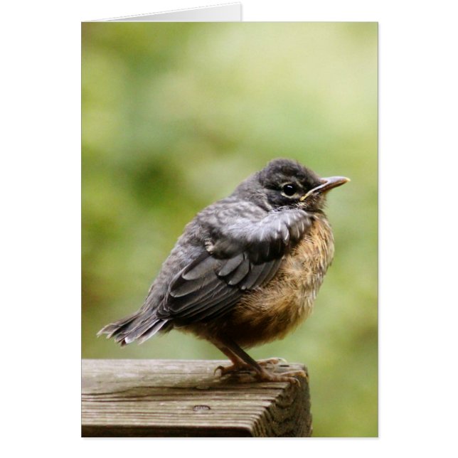Young Robin (Front)