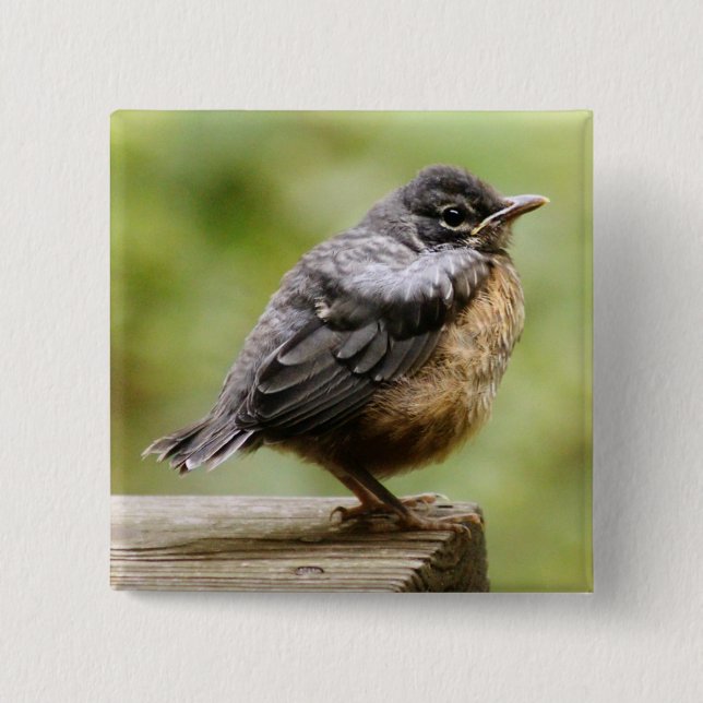 Young Robin 2 Inch Square Button (Front)