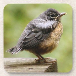 Young Robin Coaster