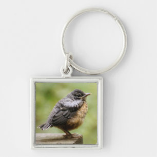 Young Robin Keychain