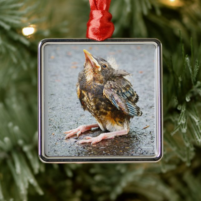 Young Robin Looking Up Ornament (Tree)