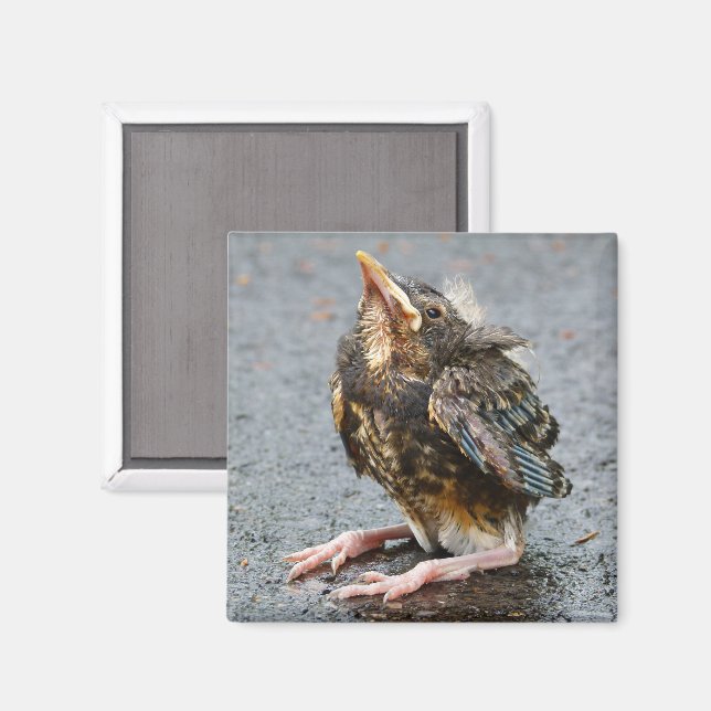 Young Robin Magnet (Front/Back)