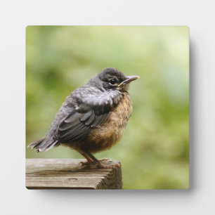 Young Robin Plaque