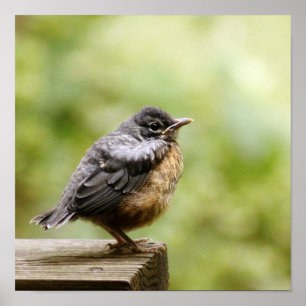 Young Robin Poster