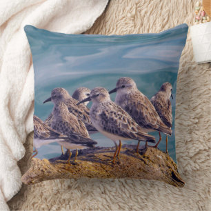Young Ruddy Turnstones Throw Pillow
