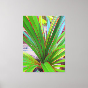 Young Screw Pine Canvas Print