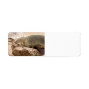 Young sea lion
