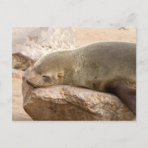 Young sea lion postcard