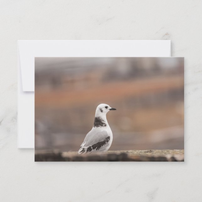 Young Seagull Nature Photo Card (Front)