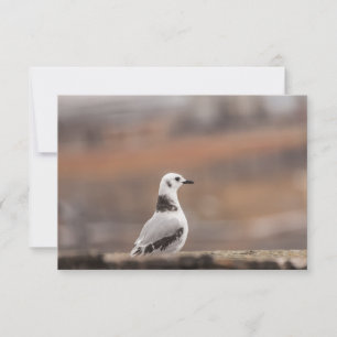 Young Seagull Nature Photo Card