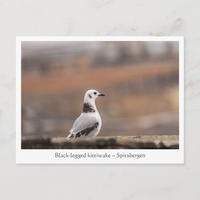 Young Seagull Nature Photo Postcard (Front)