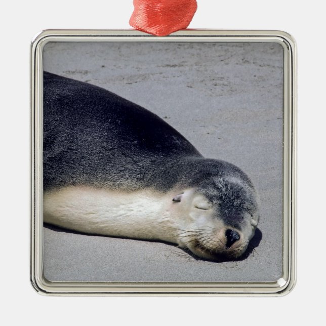 Young seal sleeping on a beach - Australia Metal Ornament (Front)