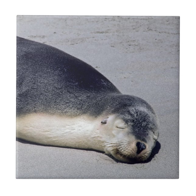 Young seal sleeping on a beach - Australia Tile (Front)