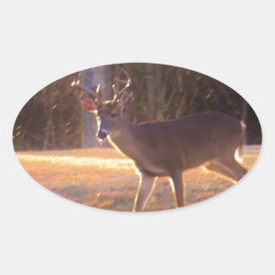 Young Stag Deer in the Sun Light Oval Sticker