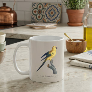 Young Sun Parakeet or Conure Aratinga solstitialis Coffee Mug