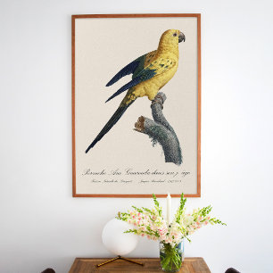 Young Sun Parakeet or Conure Aratinga solstitialis Poster
