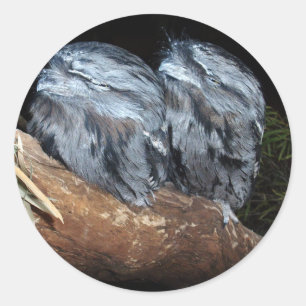 Young Tawny Frogmouth Owls Resting, Classic Round Sticker