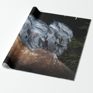 Young Tawny Frogmouth Owls Resting, Wrapping Paper