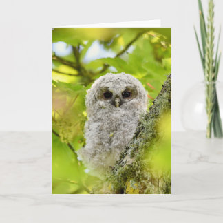 Young tawny owl card