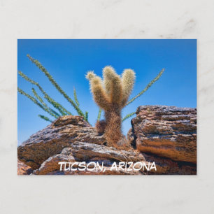 Young Teddy Bear Cholla Cactus, Arizona Postcard
