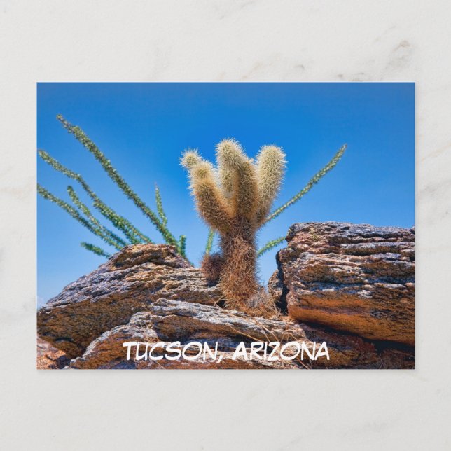 Young Teddy Bear Cholla Cactus, Arizona Postcard (Front)