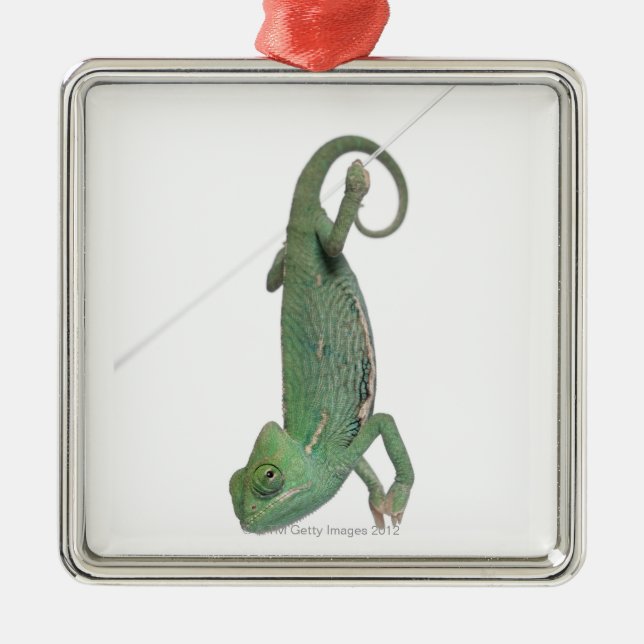 Young veiled chameleon, Chamaeleo calyptratus Metal Ornament (Front)