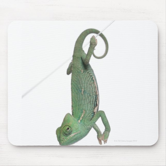 Young veiled chameleon, Chamaeleo calyptratus Mouse Pad (Front)