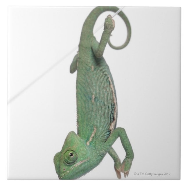 Young veiled chameleon, Chamaeleo calyptratus Tile (Front)