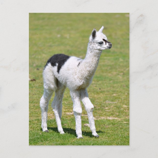 Young white an black alpaca postcard (Front)