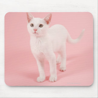 Young white cat 2 mouse pad