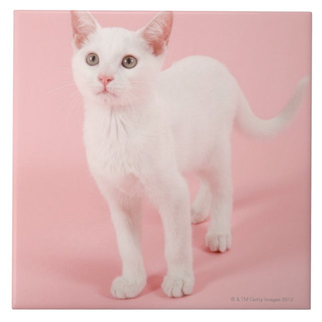 Young white cat 2 tile (Front)