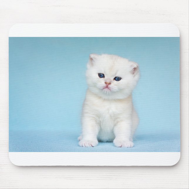 Young white cat sits on blue background mouse pad (Front)