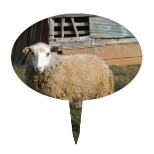 Young White Sheep on the Farm Cake Toppers