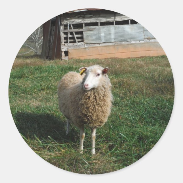 Young White Sheep on the Farm Classic Round Sticker (Front)