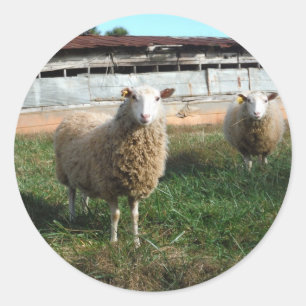 Young White Sheep on the Farm Classic Round Sticker