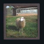 Young White Sheep on the Farm Keepsake Box<br><div class="desc">Young White Sheep on the Farm Photo by Sandy Closs  "farm animals",  baby,  "baby shower" Lamb,  "mommy sheep""white sheep", " lamb mother"country "rustic wedding""lamb gifts"shepherd,  christmas cream</div>