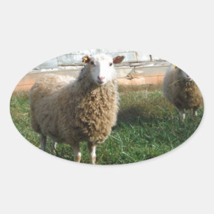Young White Sheep on the Farm Oval Sticker