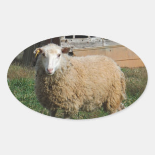 Young White Sheep on the Farm Oval Sticker