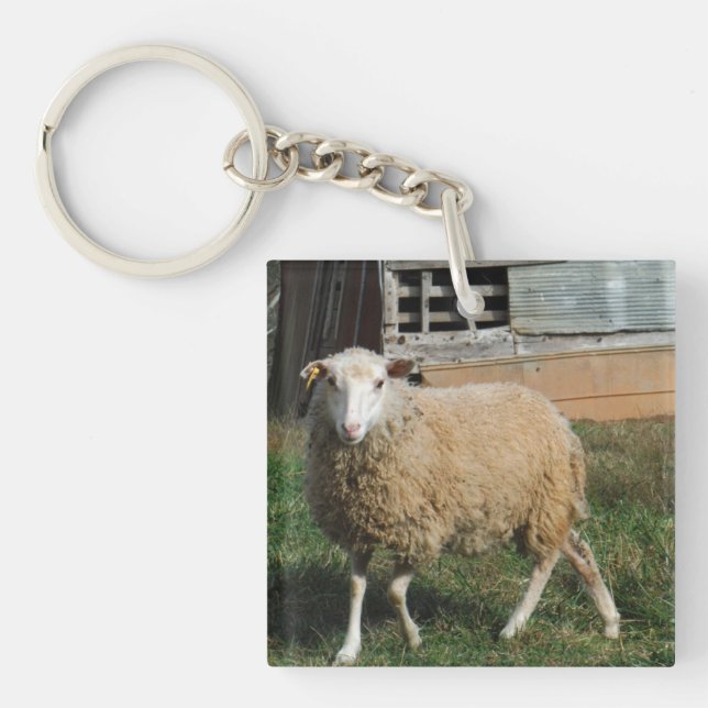 Young White Sheep on the Farm Photo by Sandy Closs Keychain (Front)