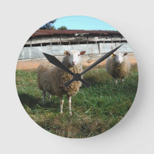 Young White Sheep on the Farm Round Clock