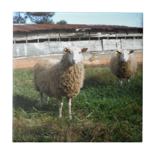 Young White Sheep on the Farm Tile