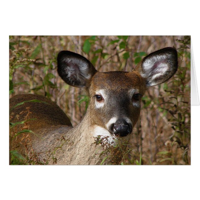 Young white-tailed deer Blank Card (Front Horizontal)