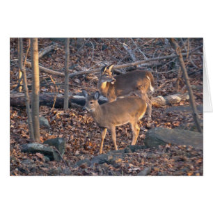 Young Whitetail Deer Series