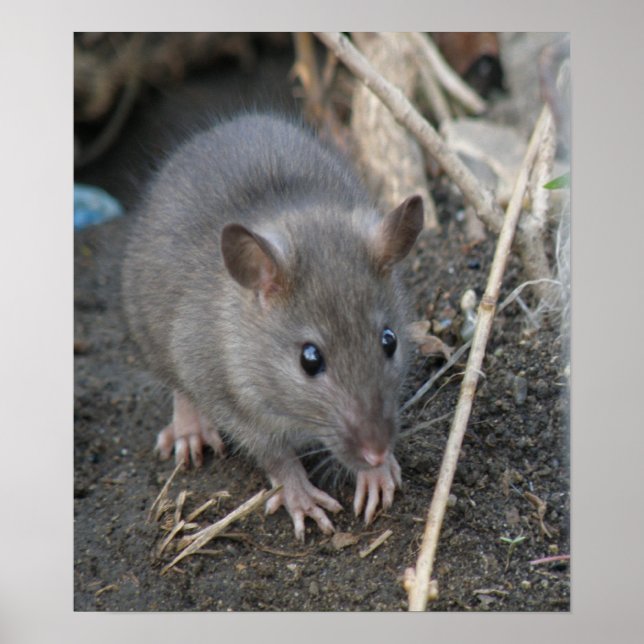 Young Wild Rat Print (Front)