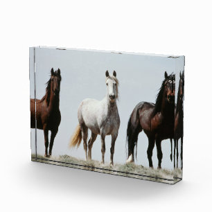 Young Wild Stallions Photo Block